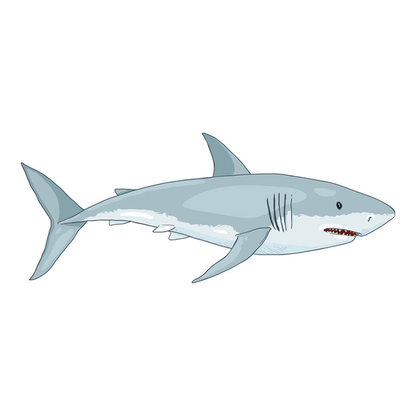 Векторный мультфильм "Большая белая акула". Карчародон Карчариас - Вектор,изображение