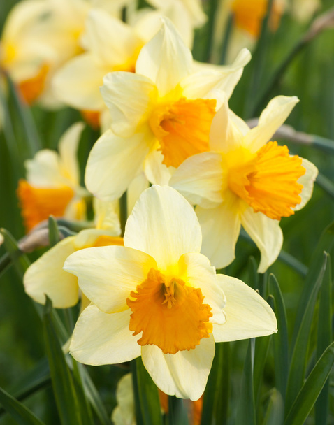 Yellow daffodils - Photo, Image