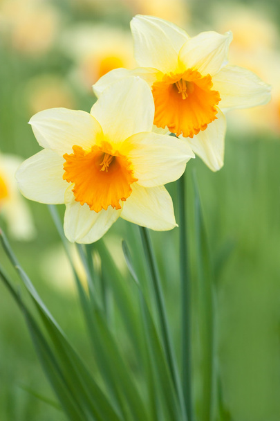 Keltaiset daffodilit
 - Valokuva, kuva