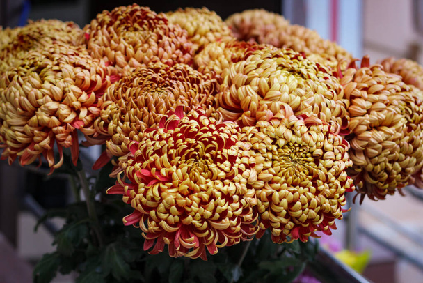 Wunderbare Herbstblumen. Astern in verschiedenen Farben im Strauß gesammelt - Foto, Bild