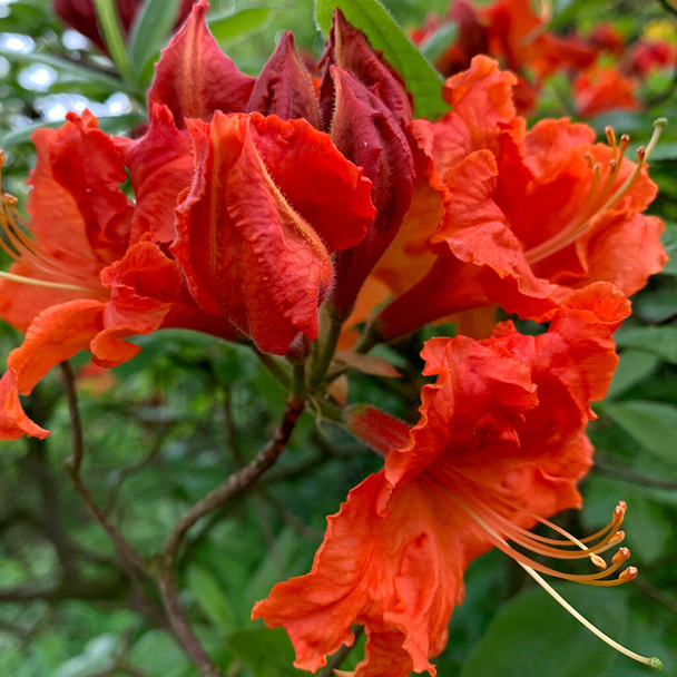 Orange-red flower of a rhododendron. - Photo, Image