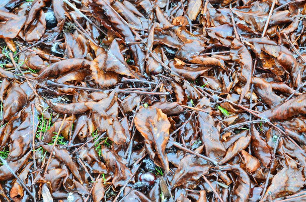 Observamos hojas de otoño rojas y marrones tiradas en el suelo, completamente cubiertas de hielo.. - Foto, imagen