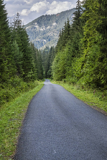 Forest road in Janska valley, Low Tatras mountains, Slovak republic. Hiking theme. Seasonal natural scene. - Photo, Image