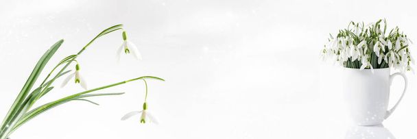 Floral spring web banner with copy space. First wild white snowdrop flowers (Galanthus nivalis). Bouquet in ceramic cup closeup isolated on light background.  - Photo, Image