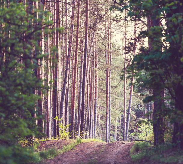 Wald - Foto, Bild