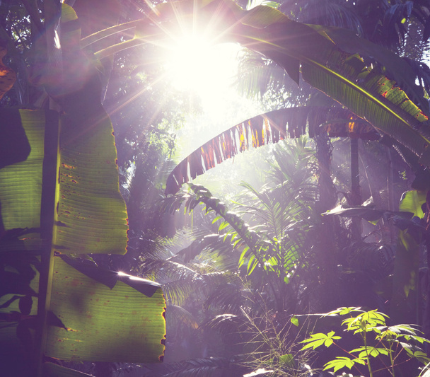 джунгли - Фото, изображение