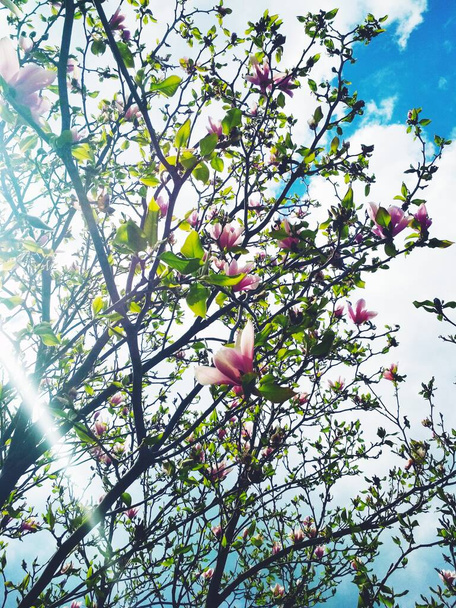 Křehké růžové magnólie strom v plném květu, přírodní zázemí  - Fotografie, Obrázek