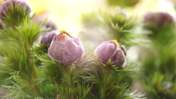 Las flores de Adonis vernalis crecen en el jardín de primavera. Brotes jóvenes cerrados en exuberante follaje verde - Metraje, vídeo