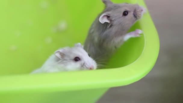 Hamster beim Versuch, der Pfanne zu entkommen - Filmmaterial, Video