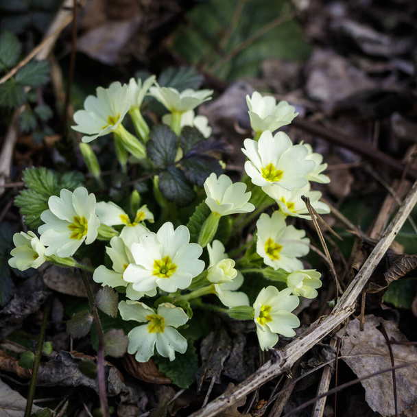 Eine Gruppe spontaner Primeln Acaulis Acaulis im Frühling in einem Wald. - Foto, Bild