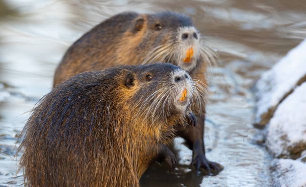 Nutria Myocastor coypus or river rat the wild near the river, the best photo. - Photo, Image