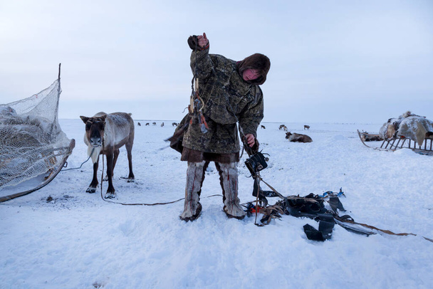 En kuzeyde Yamal, Tundra 'da ren geyiği, açık alan, ren geyiği yetiştiricisi yardımcısı, ulusal giysili adamlar. - Fotoğraf, Görsel