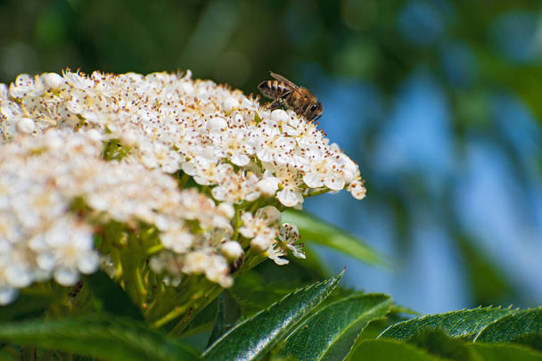 Красива бджола на квітучих білих квітах суниці на розмитому квітковому фоні з деякими боке
 - Фото, зображення