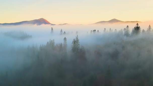 Veduta aerea del paesaggio colorato sopra foresta nebbiosa con pini che coprono colline di montagna al tramonto. - Filmati, video