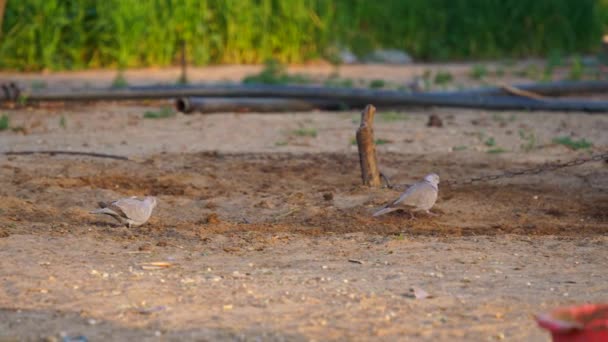 Eurázsiai galléros galamb, Streptopelia dekaocto, gyakran nevezik a galléros galamb a talaj. Ázsiai élőhely madár közelkép. - Felvétel, videó