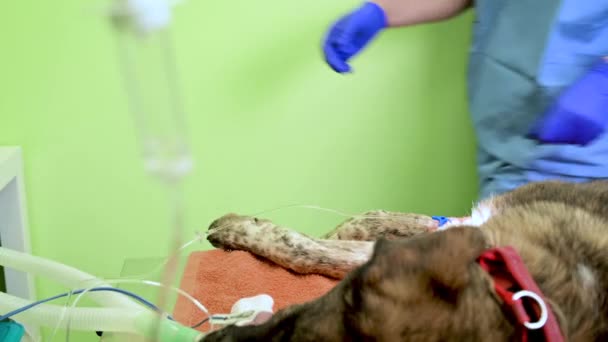 Veterinary surgery concept background. Dropper for anesthesia in the foreground. - Footage, Video