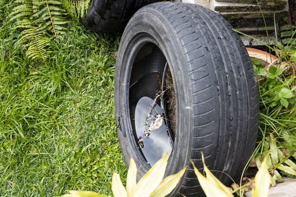 Neumático abandonado al aire libre con agua estancada de lugar conductivo de lluvia para la cría de mosquitos aedes. Enfoque selectivo en el agua. - Foto, imagen