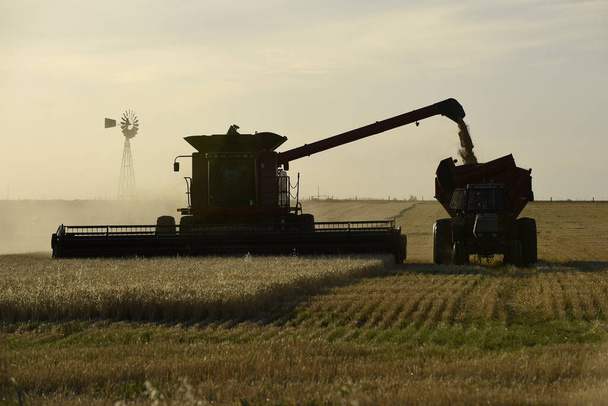 Aratógép, aratás az argentin vidéken, Buen - Fotó, kép