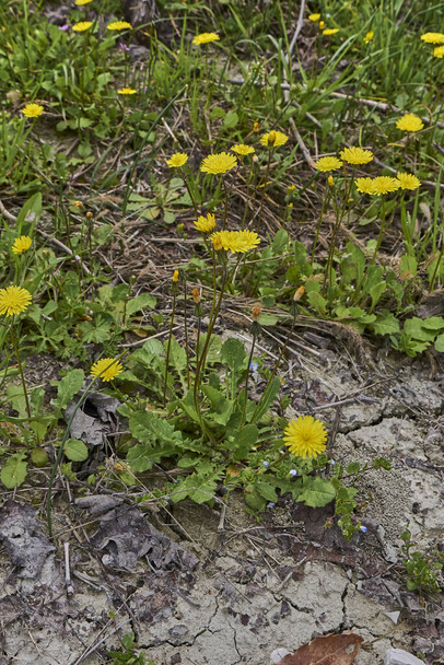 Crepis sancta yellow flowers and green leaves - Photo, Image