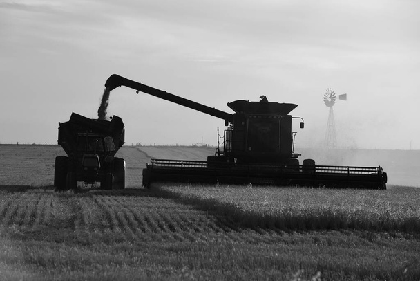 Aratógép, aratás az argentin vidéken, Buen - Fotó, kép