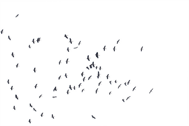 Стаи летающих птиц изолированы на белом фоне. Прыжок с обрезанием.  - Фото, изображение