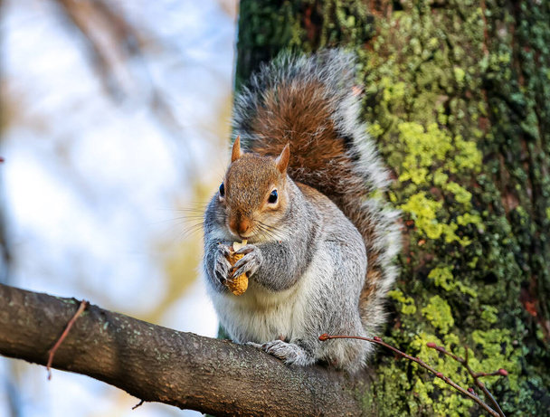 Villi harmaa orava syö maapähkinää oksalla puistossa. Sulje kuva. Keskittyminen eläimen päähän. - Valokuva, kuva