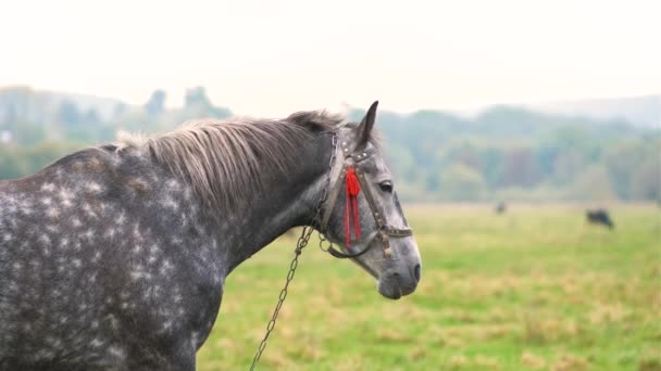 Hermoso caballo gris pastando en el campo de verano. Pastos verdes con semental de granja de alimentación. - Imágenes, Vídeo