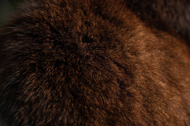 laine noire féline comme fond close-up - Photo, image