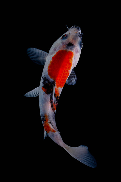 Koi fish on balck background - Photo, Image
