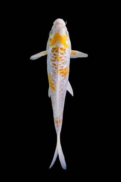 Ψάρια koi σε φόντο βάλσαμο - Φωτογραφία, εικόνα