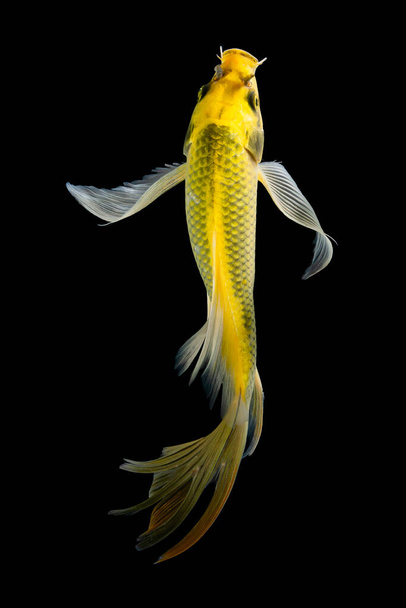 Рыба кои на фоне балька - Фото, изображение