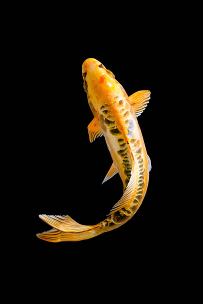 Ψάρια koi σε φόντο βάλσαμο - Φωτογραφία, εικόνα