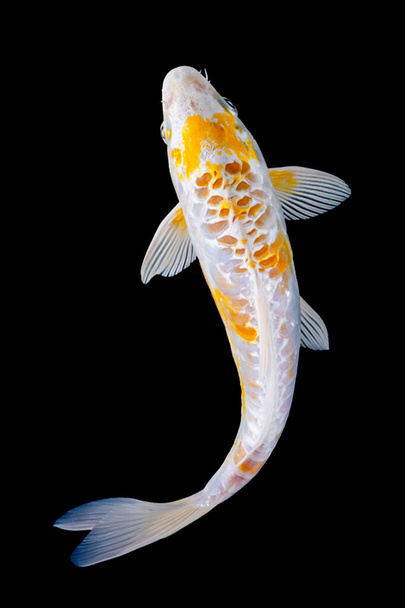 Koi peixe no fundo balck - Foto, Imagem
