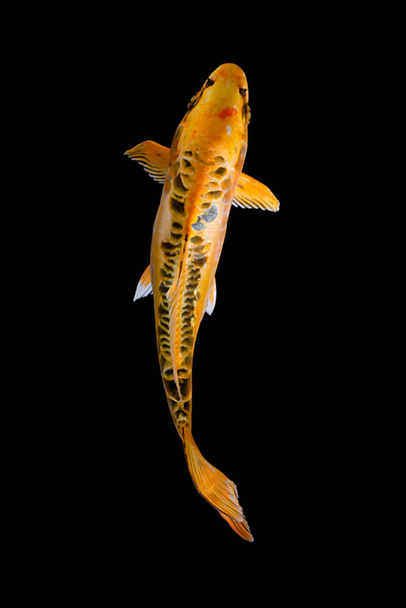 Koi hal balck háttér - Fotó, kép
