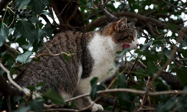 Gato gris rayado con el pecho blanco esponjoso se sienta en el árbol y lame su hocico con su lengua. Hermoso gato callejero solitario a pie en la naturaleza. Mezcla crianza gatito. - Foto, imagen