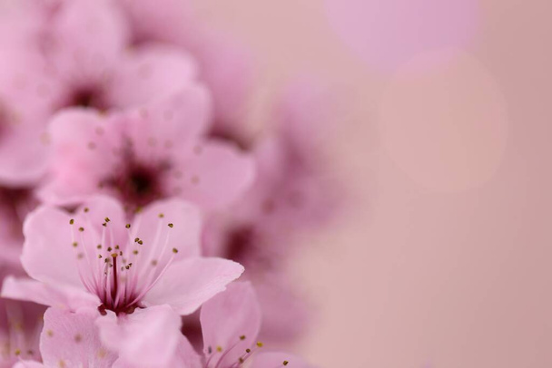 Cseresznyevirág tavasszal. Cseresznye rózsaszín virágok közelről homályos rózsaszín háttér.  - Fotó, kép