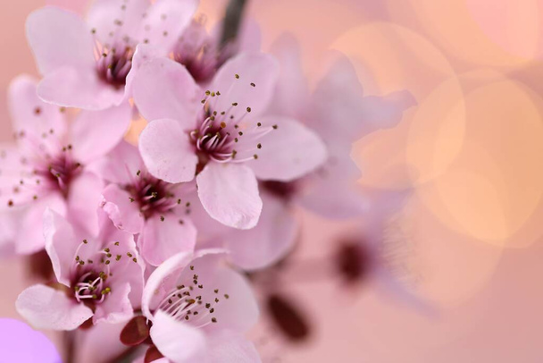 Cherry blossoms in springtime. Cherry pink flowers in on a blurred pink background. Spring delicate flower background in pastel colors.Spring time. Spring delicate flowers close-up - Photo, Image