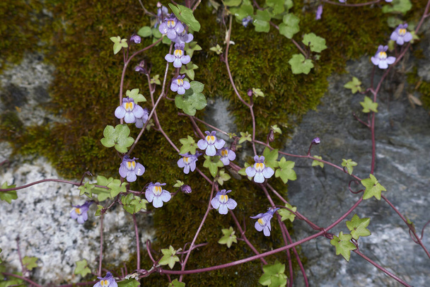 kleurrijke bloemen van Cymbalaria muralis plant - Foto, afbeelding
