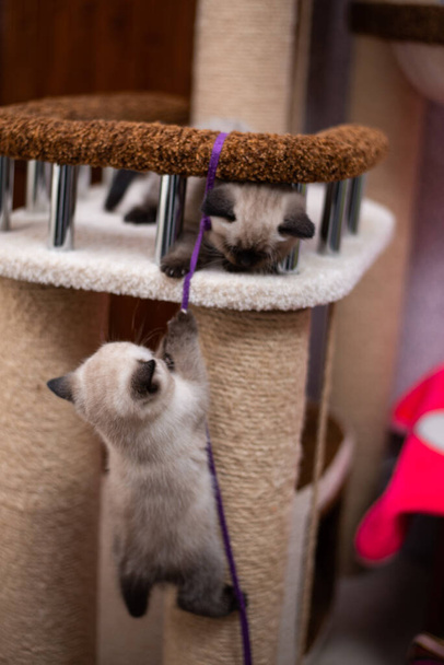 Кошенята шотландська британська кішка бірманські манчкінські тварини.  - Фото, зображення