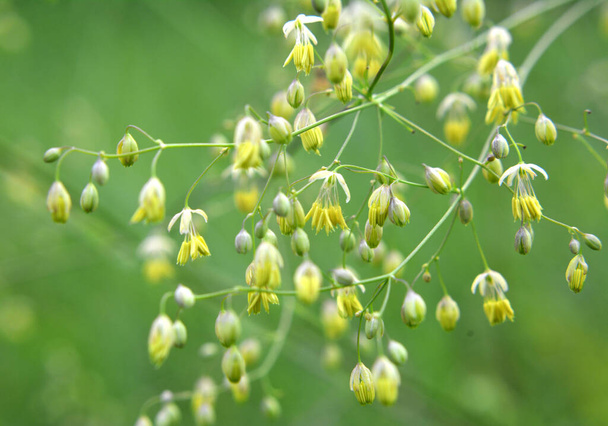 Цвіте в дикій природі серед трав
  - Фото, зображення