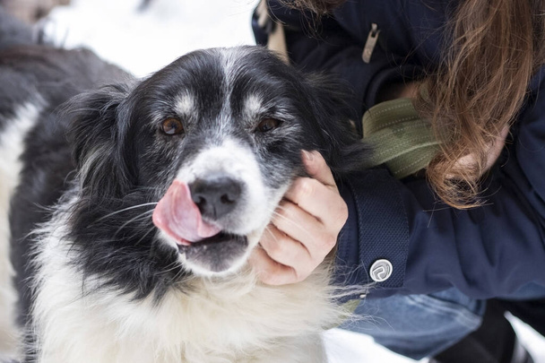 Portrait of senior dog in a shelter. Caretaker strokes a mongrel dog. - Photo, Image