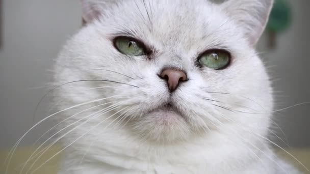  Kedi etrafa yakından bakıyor. Yeşil gözlü, İskoç asıllı, beyaz evcil kedi. Evcil kedi videosu. - Video, Çekim