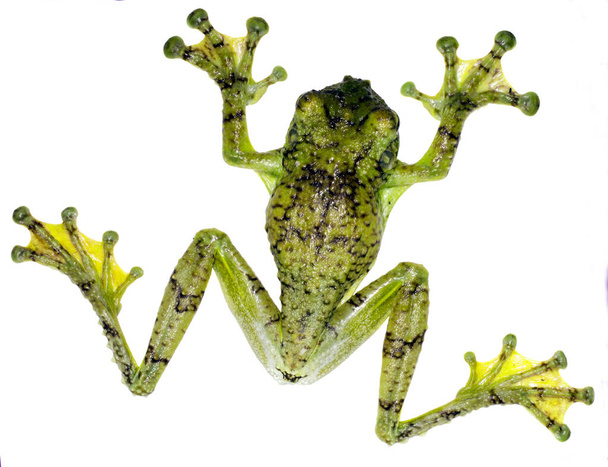Watry Tree frog (Ecnomiohyla tuberculosa) - Photo, Image