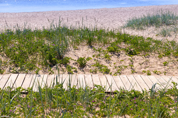 Sendero ecológico en el parque nacional a través de dunas de arena, playa, matorrales de juncos y plantas, camino de madera a través del medio ambiente protegido. Lugar salvaje en el norte de Europa. - Foto, Imagen