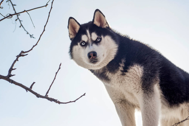Fekete-fehér szibériai husky portré az ég hátterében. Gyönyörű szibériai husky kutya. - Fotó, kép