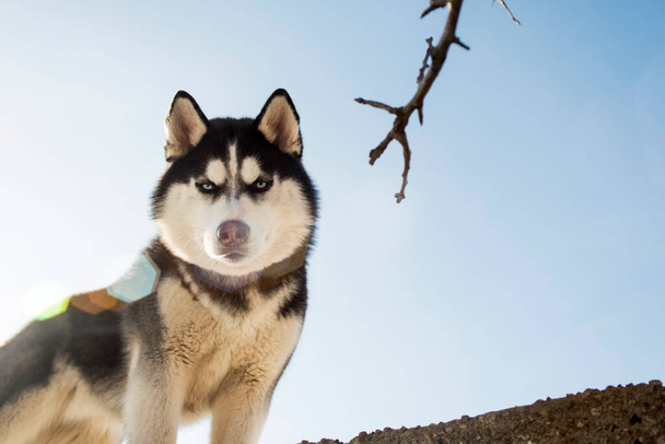 Gökyüzünün arka planında siyah-beyaz Sibirya kabuğunun portresi. Güzel Sibirya Husky köpeği. - Fotoğraf, Görsel