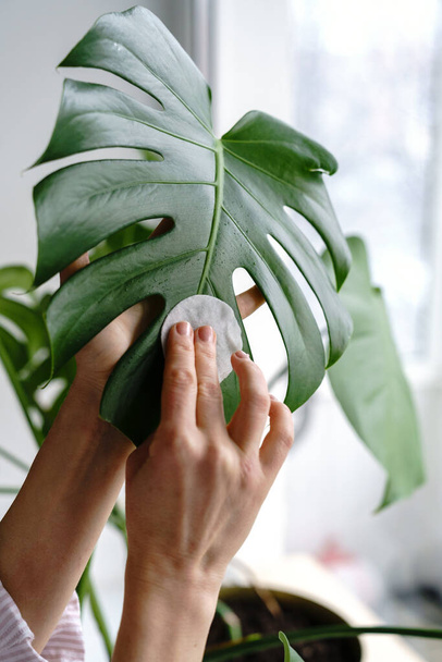 Vrouw handen vegen het stof van kamerplant bladeren, het verzorgen van de plant Monstera met behulp van een wattenschijfje, hydrateert tijdens de verwarmingsperiode, selectieve focus, close-up. Tuinieren.  - Foto, afbeelding