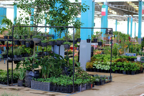 vista de invernadero y venta de flores de colores, vegetación plantas verdes - Foto, Imagen