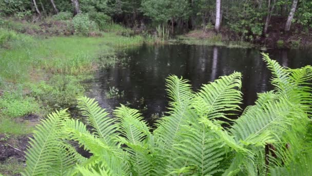 Pond rainy day - Footage, Video