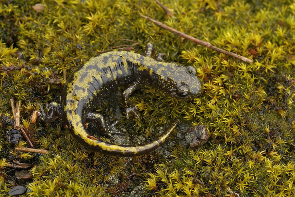 Zbliżenie jasnokolorowych młodych łososiowatych salamander zachodnich, Ambystoma macrodactylum macrodactylum z Eugene, Oregon - Zdjęcie, obraz